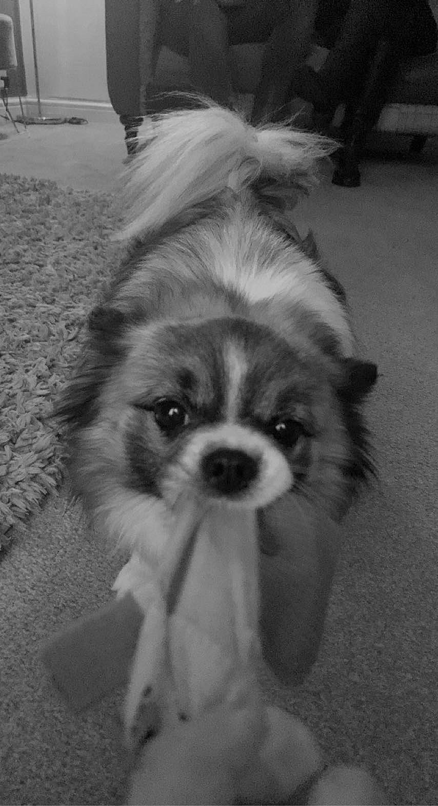 Morris joined the competition — help win amazing prizes! black_and_white, canidae, carnivore, companion_dog, dog, dog_breed, eye, fawn, fur, head, iris, monochrome, monochrome_photography, snout, sporting_group, style, toy_dog, whiskers, white, working_animal