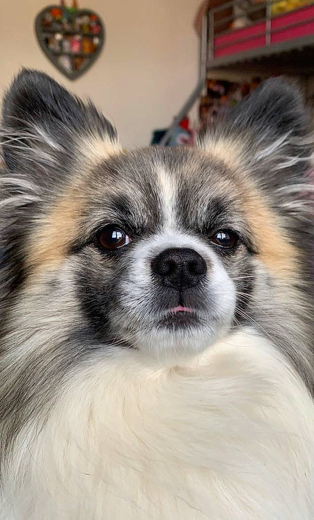 Morris joined the competition — help win amazing prizes! canidae, carnivore, companion_dog, dog, dog_breed, dog_supply, ear, eye, eyelash, fawn, fur, hair, puppy, snout, sporting_group, terrestrial_animal, toy_dog, whiskers, working_animal, working_dog