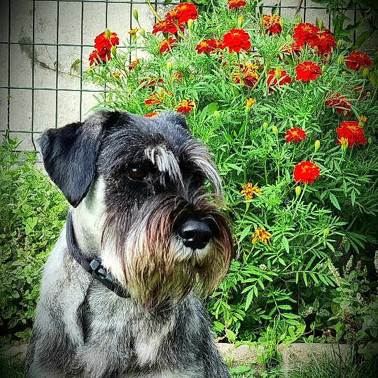 Pascha