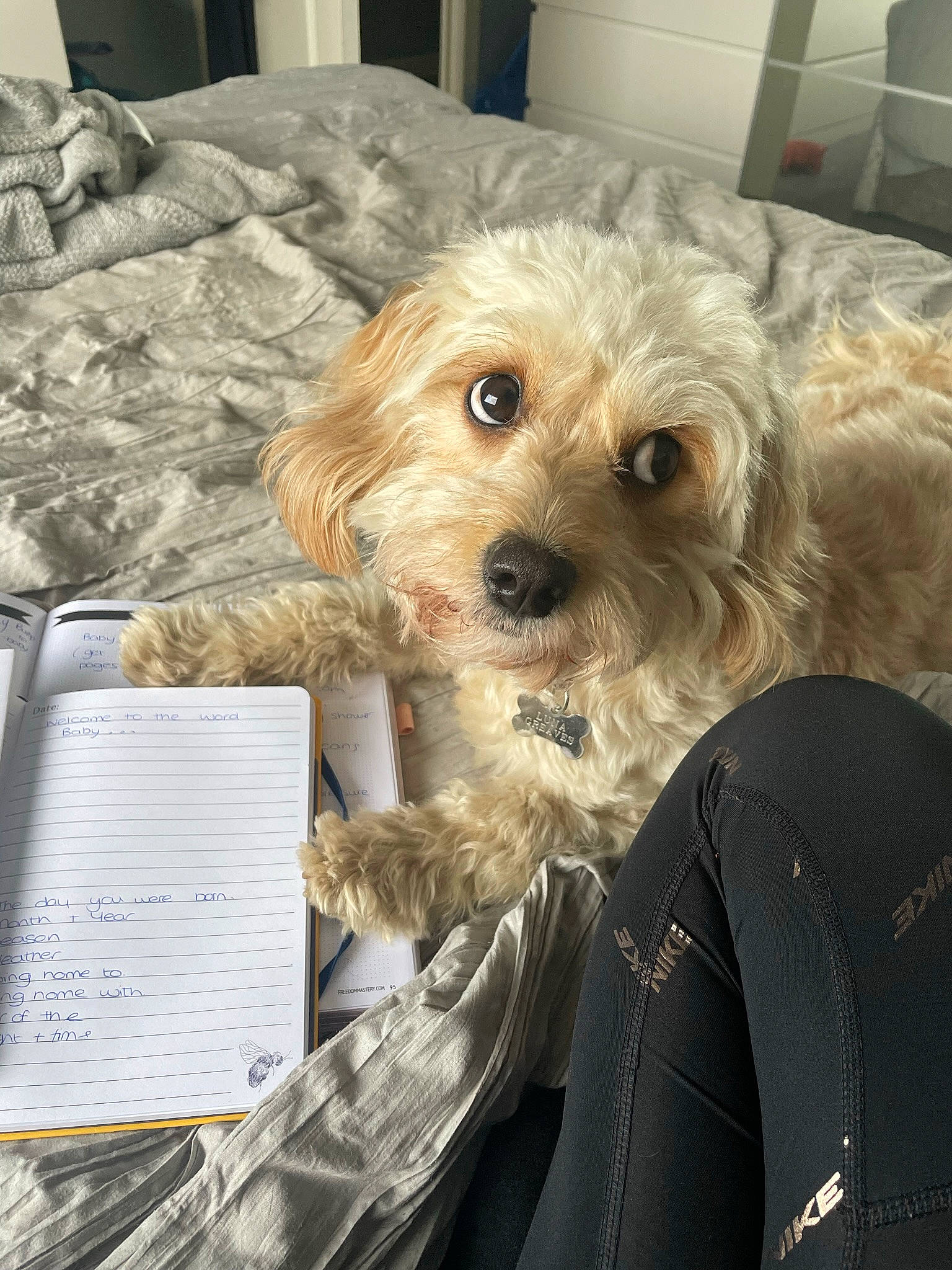 Luna is registered to the contest to win money with this photo: canidae, carnivore, comfort, companion_dog, dog, dog_breed, dog_supply, fawn, fur, maltepoo, non_sporting_group, puppy_love, shih_poo, small_terrier, snout, sporting_group, terrier, toy_dog, vertebrate, working_animal