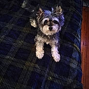Scotty is registered to the contest to win money with this photo: dog, small_dog, curly_fur, lying_down, plaid_blanket, indoor, pet, looking_up, fur, cute, animal, companion, bed, cozy, curious, domestic_animal, resting, furry, mammal, friendly