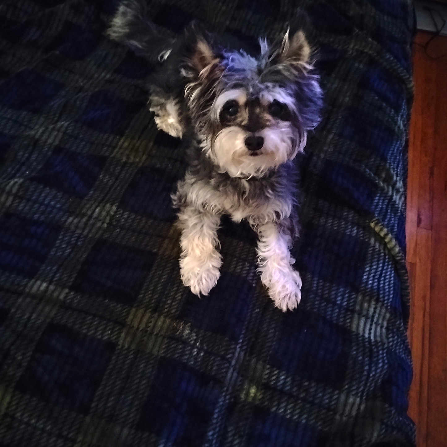 Scotty