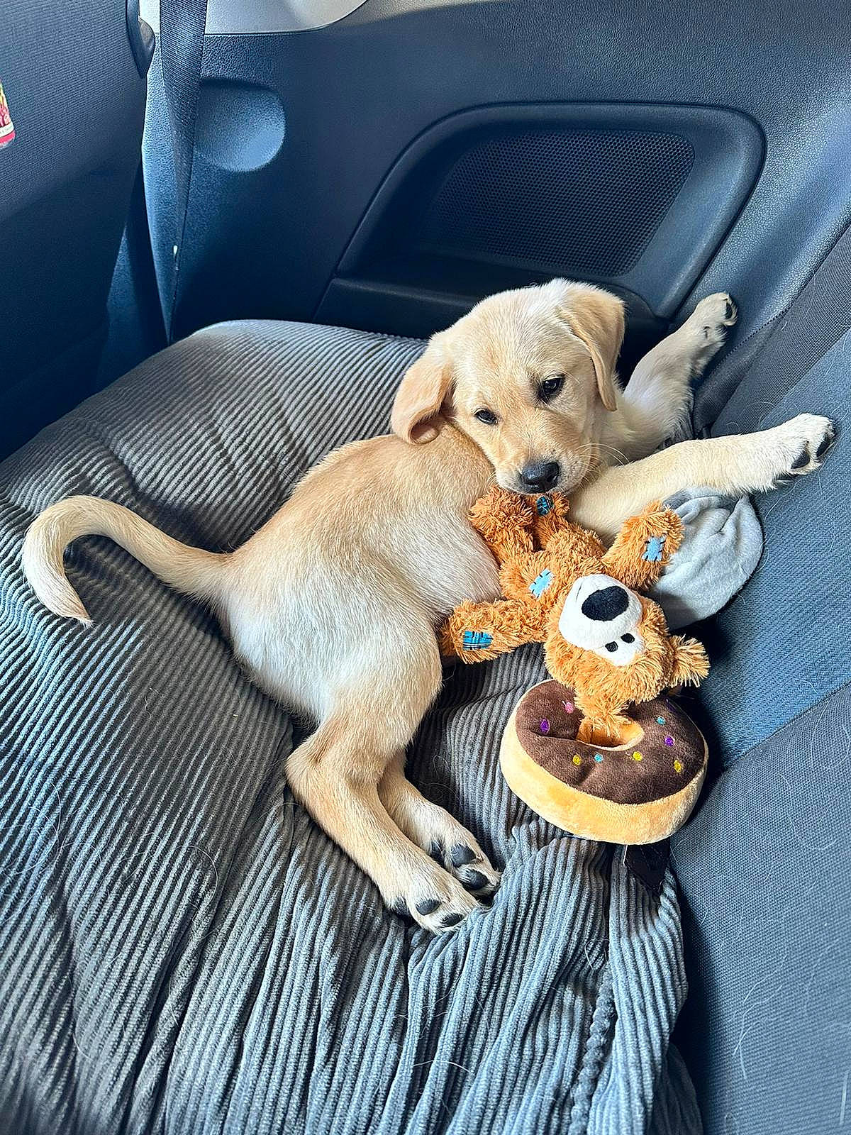 Jesse is registered to the contest to win money with this photo: auto_part, automotive_design, automotive_exterior, car, car_seat, car_seat_cover, carnivore, comfort, companion_dog, dog, dog_breed, fawn, snout, sporting_group, stuffed_toy, tail, toy, vehicle_door, window, working_animal
