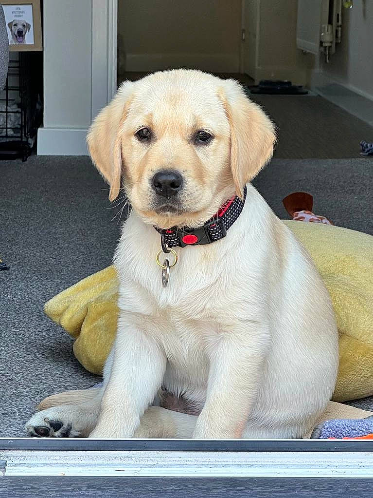 Jesse is registered to the contest to win money with this photo: canidae, carnivore, circle, collar, companion_dog, dog, dog_breed, dog_collar, fawn, firefighter, fur, gun_dog, labrador_retriever, leash, pet_supply, puppy, snout, sporting_group, tail, working_animal