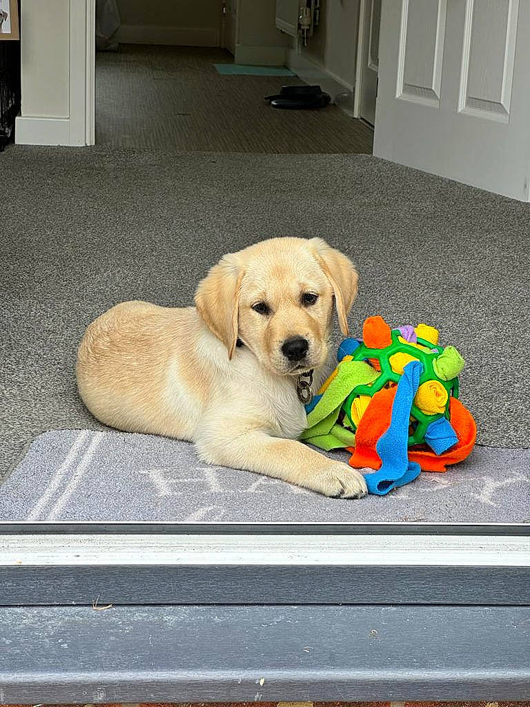 Jesse is registered to the contest to win money with this photo: ball, canidae, carnivore, companion_dog, dog, dog_breed, dog_supply, door, fawn, floor, flooring, hardwood, paw, pet_supply, room, snout, sporting_group, tail, wood, working_animal