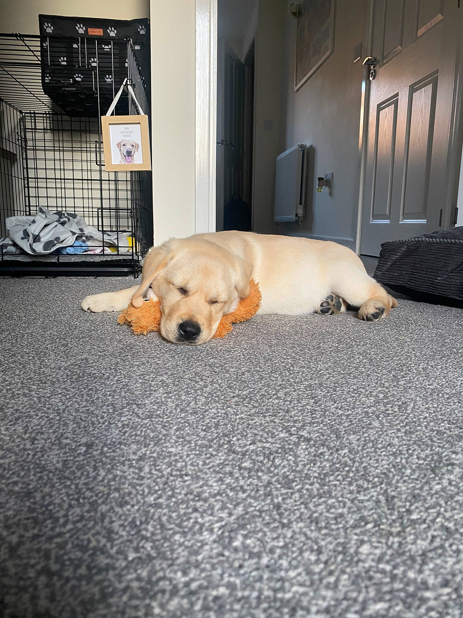 Jesse joined the competition — help win amazing prizes! canidae, carnivore, carpet, comfort, companion_dog, couch, dog, dog_breed, door, fawn, floor, flooring, fur, hardwood, road_surface, room, snout, sporting_group, tail, wood