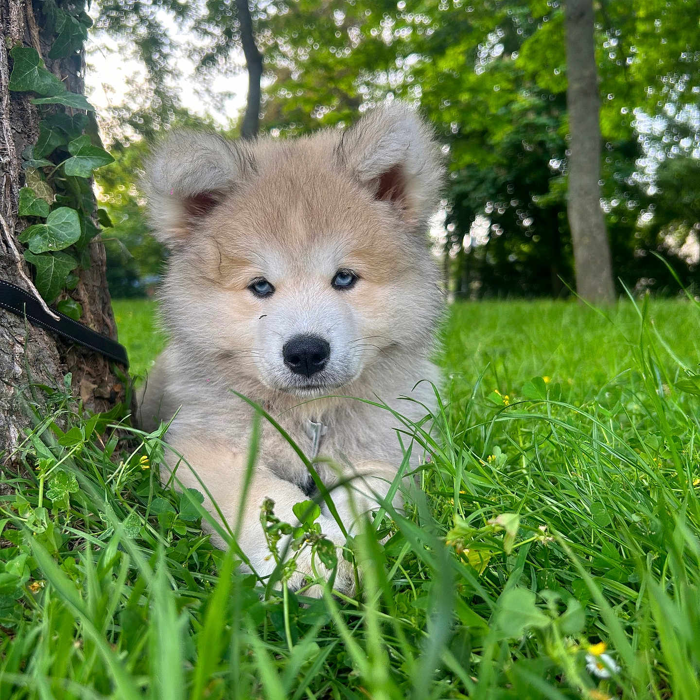 Yûki a rejoint le concours — aidez-le/la à gagner de superbes lots ! adorable, animal, blue_eyes, canine, cute, dog, field, fur, grass, greenery, leaf, nature, outdoor, park, pet, puppy, resting, summer, tree, young_animal