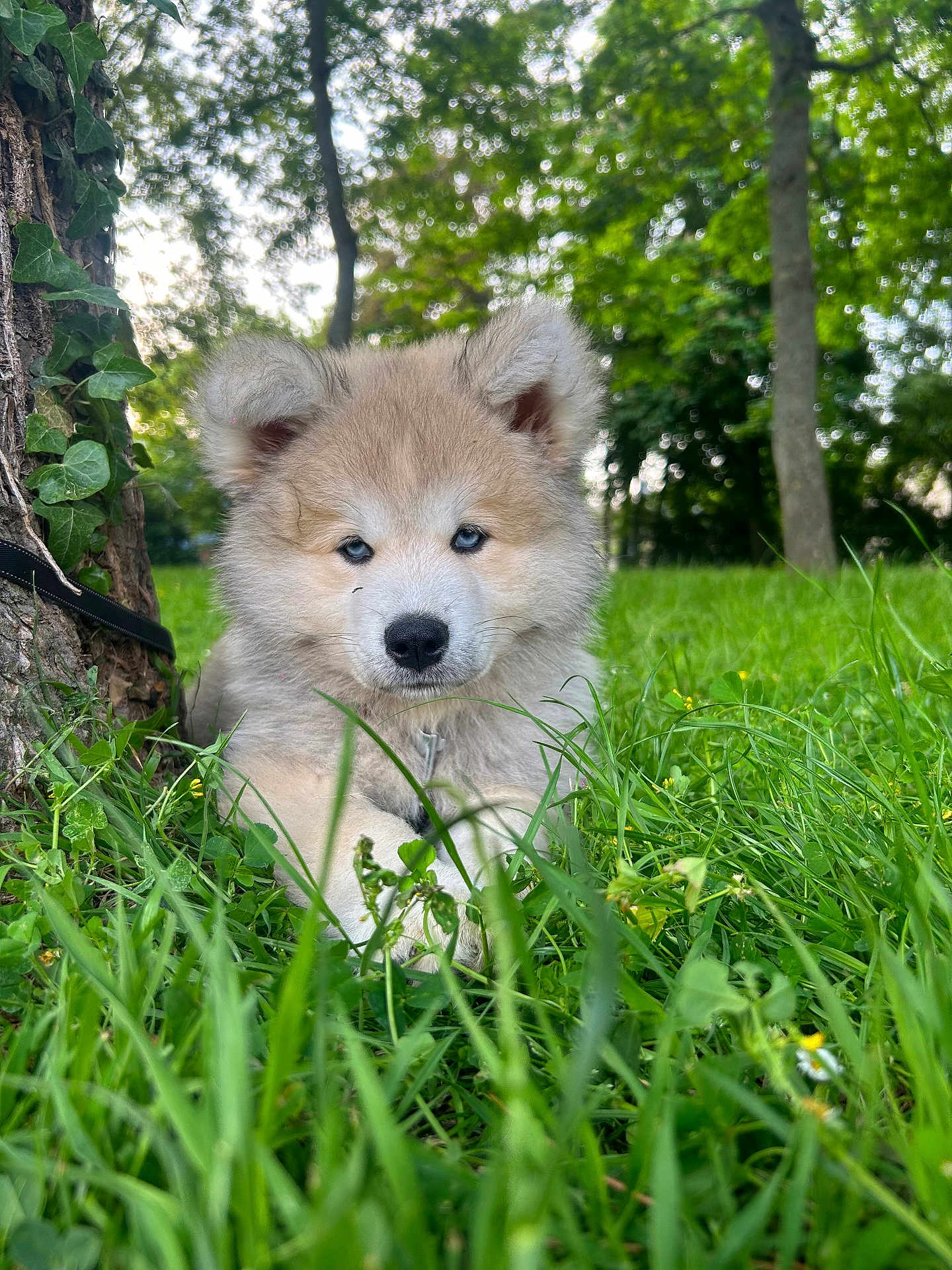 Yûki a rejoint le concours — aidez-le/la à gagner de superbes lots ! puppy, dog, grass, tree, outdoor, nature, greenery, animal, cute, fur, blue_eyes, pet, canine, young_animal, leaf, field, summer, park, adorable, resting