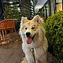 dog, fluffy, leash, patio, night, outdoor, green_bushes, orange_chairs, wooden_floor, happy, tongue_out, building, modern, urban, smiling, pet, canine, friendly, evening, animal
