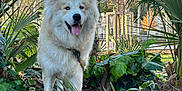 Yûki a rejoint le concours — aidez-le/la à gagner de superbes lots ! dog, canine, outdoor, greenery, leaves, plants, sunlight, tongue_out, blue_eyes, fur, nature, trees, smiling, happy, park, daylight, grass, shrubbery, animal, pet