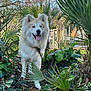 dog, canine, outdoor, greenery, leaves, plants, sunlight, tongue_out, blue_eyes, fur, nature, trees, smiling, happy, park, daylight, grass, shrubbery, animal, pet
