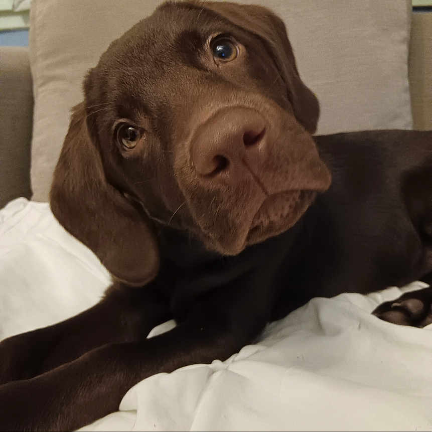 Hazel joined the competition — help win amazing prizes! animal, bodypart, bulldog, canine, couch, cushion, dog, finger, furniture, hand, homedecor, hound, labradorretriever, person, pet, pitbull, pointer, puppy, snout, text