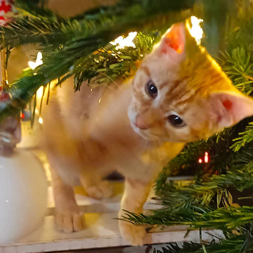 Wally participe au concours pour gagner de l'argent avec cette photo : abyssinian, accessories, animal, canine, cat, conifer, dog, fir, hardwood, kitten, larch, lighting, manx, ornament, pet, pine, plant, spruce, tree, wood