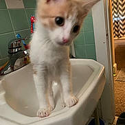 Angel is registered to the contest to win money with this photo: animal, bathroom, blurred, cat, close_up, curious, domestic_animal, faucet, feline, indoor, kitten, orange_and_white, pet, pet_in_bathroom, sink, tile, tile_wall, toothbrush, white_sink, young_cat