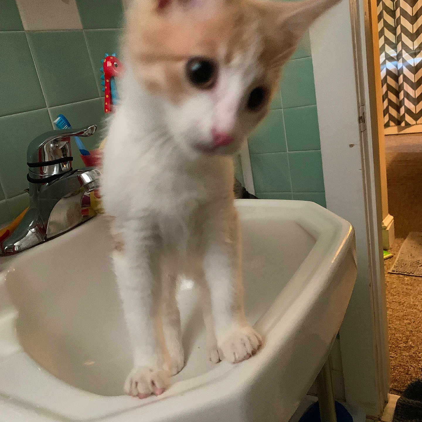 Angel is registered to the contest to win money with this photo: animal, bathroom, blurred, cat, close_up, curious, domestic_animal, faucet, feline, indoor, kitten, orange_and_white, pet, pet_in_bathroom, sink, tile, tile_wall, toothbrush, white_sink, young_cat