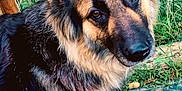 Lya participe au concours pour gagner de l'argent avec cette photo : animal, brown_eyes, canine, closeup, curious, dog, domestic, ears, fence, friendly, fur, german_shepherd, grass, guard_dog, looking, mammal, nature, outdoor, pet, portrait