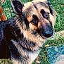 Lya participe au concours pour gagner de l'argent avec cette photo : animal, brown_eyes, canine, closeup, curious, dog, domestic, ears, fence, friendly, fur, german_shepherd, grass, guard_dog, looking, mammal, nature, outdoor, pet, portrait