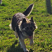 Lya a rejoint le concours — aidez-le/la à gagner de superbes lots ! animal, canine, daylight, dog, field, fur, grass, greenery, happy, mammal, nature, outdoor, pet, playful, running, shadow, sunlight, tail, tongue_out, walking