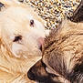 Lya participe au concours pour gagner de l'argent avec cette photo : animal, brown_fur, canine, closeup, companion, cream_fur, cute, dog, dogs, fluffy, friendship, furry, nature, nose_to_nose, outdoor, paw, pebbles, pet, portrait, snout