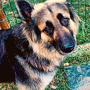 Lya a rejoint le concours — aidez-le/la à gagner de superbes lots ! animal, brown_eyes, canine, closeup, curious, dog, domestic, ears, fence, friendly, fur, german_shepherd, grass, guard_dog, looking, mammal, nature, outdoor, pet, portrait