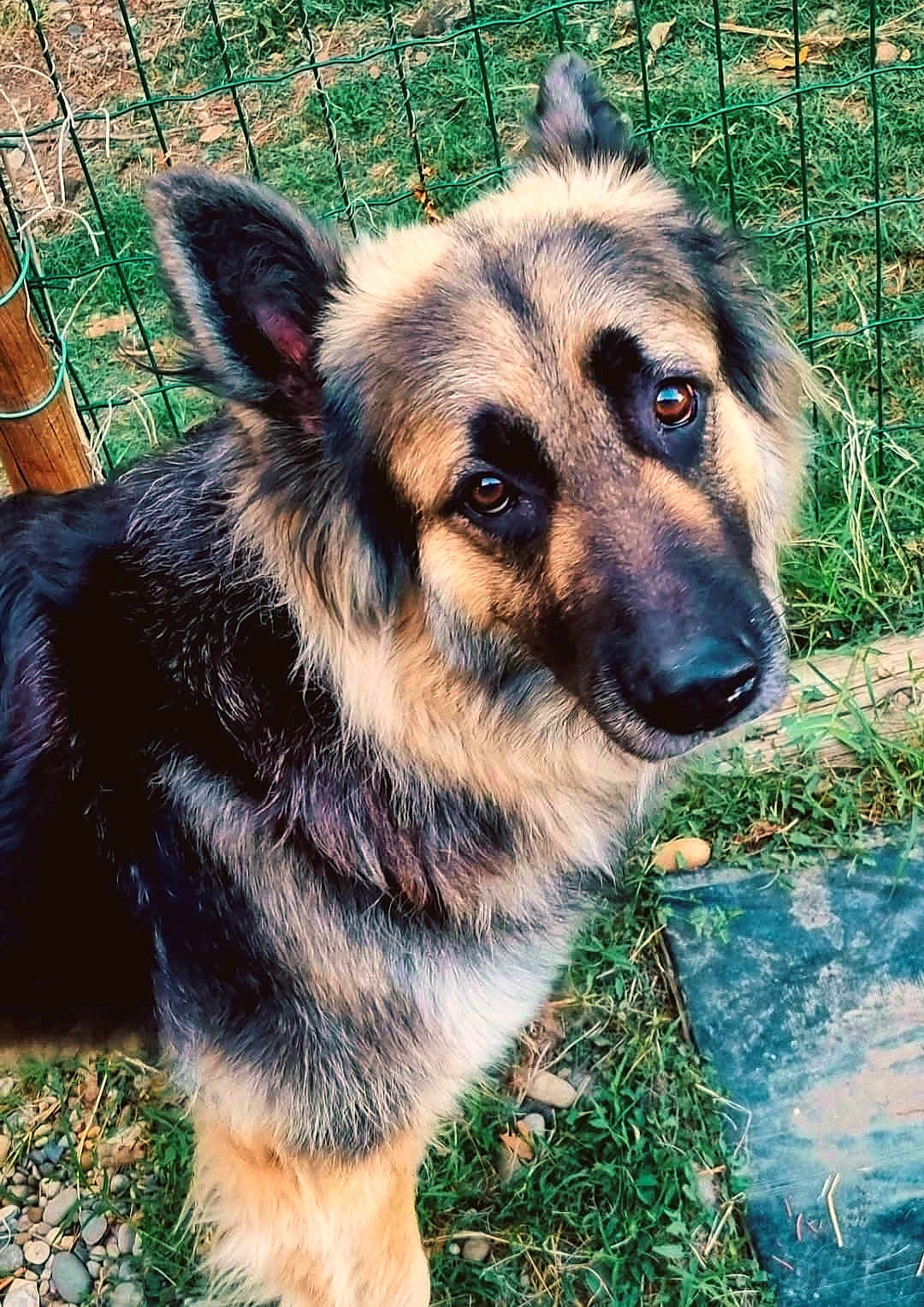 Lya