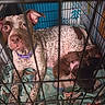 Luna joined the competition — help win amazing prizes! dog, puppies, crate, blanket, spotted_dog, purple_collar, indoor, resting, sleeping_puppies, animal_family, canine, mother_dog, snuggling, furry, pet, cage, close_up, domestic_animal, cute, warm