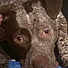 Luna is registered to the contest to win money with this photo: dog, pet, animal, brown, spotted, toy, face, ears, eyes, mouth, lock_screen, notification, text, time, date, phone, indoor, close_up, portrait, looking