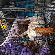 Luna joined the competition — help win amazing prizes! dog, cage, crate, blanket, purple, toy, sleeping, animal, pet, resting, indoors, aspca, metal_bars, brown, white, spotted, floor, comfort, domestic_animal, relaxation