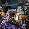 dog, cage, crate, blanket, purple, toy, sleeping, animal, pet, resting, indoors, aspca, metal_bars, brown, white, spotted, floor, comfort, domestic_animal, relaxation