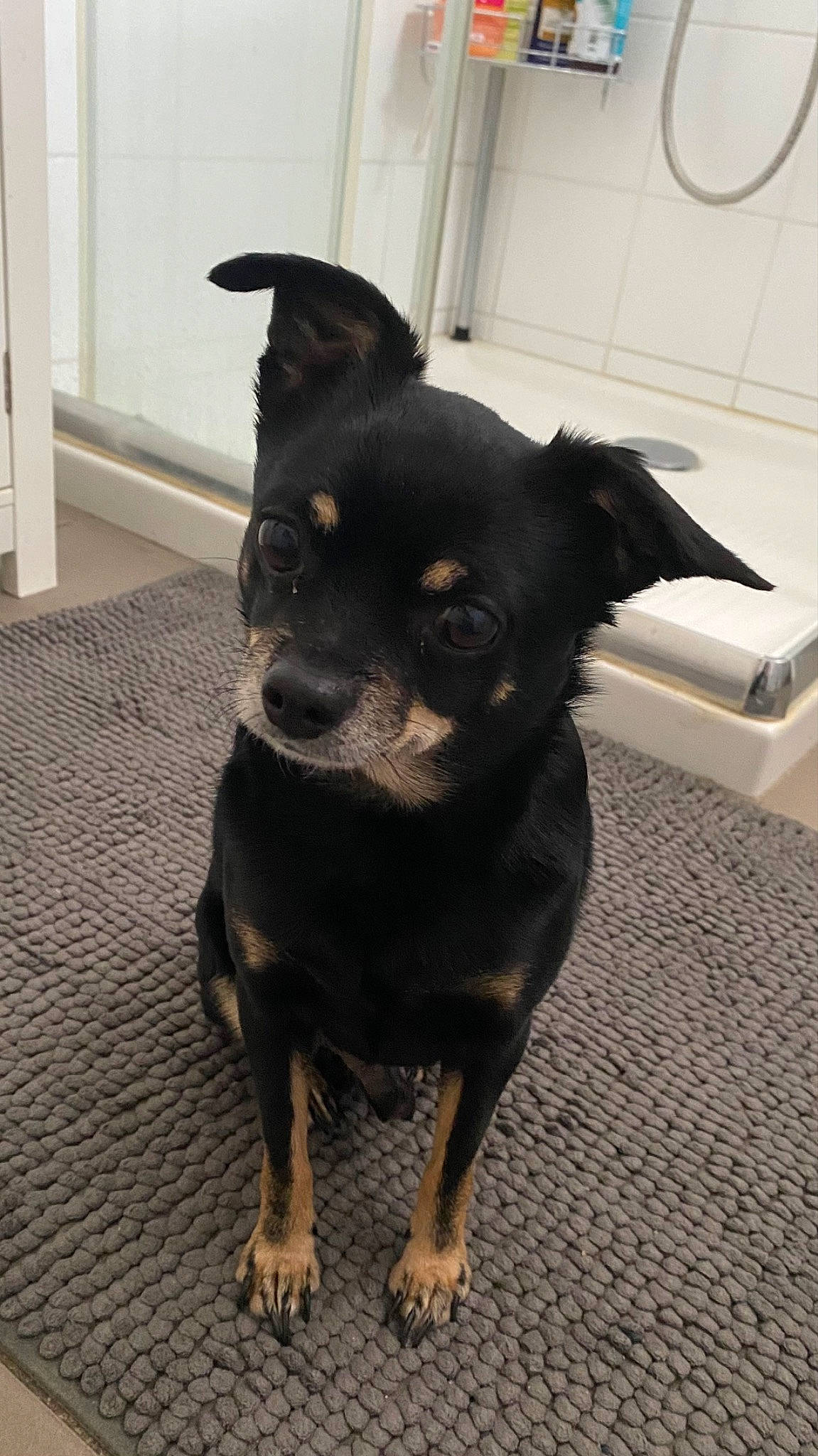 Hulk participe au concours pour gagner de l'argent avec cette photo : canidae, carnivore, companion_dog, dog, dog_breed, fawn, flooring, fur, guard_dog, pinscher, snout, sporting_group, terrestrial_animal, toy_dog, waste_container, whiskers, window, working_animal, working_dog