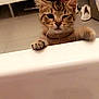 Bounty participe au concours pour gagner de l'argent avec cette photo : kitten, cat, paw, winking, bathroom, bathtub, curious, indoor, tile_floor, furniture, towel, slippers, pet, young_animal, cute, whiskers, fur, small, domestic_animal, playful