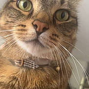 Bounty a rejoint le concours — aidez-le/la à gagner de superbes lots ! cat, tabby, close_up, green_eyes, whiskers, collar, fur, pet, animal, domestic_cat, curious, portrait, indoor, cute, mammal, face, feline, looking, close, detail