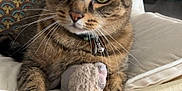 Bounty participe au concours pour gagner de l'argent avec cette photo : cat, tabby, stuffed_toy, chair, cushion, indoor, pet, feline, whiskers, paws, toy, relaxed, curious, patterned_pillow, wood_floor, home, domestic_animal, close_up, fur, alert