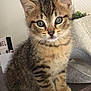 Bounty a rejoint le concours — aidez-le/la à gagner de superbes lots ! kitten, tabby, cat, indoor, pet, animal, feline, cute, fur, whiskers, young, sitting, curious, eyes, portrait, domestic, small, mammal, cozy, wood