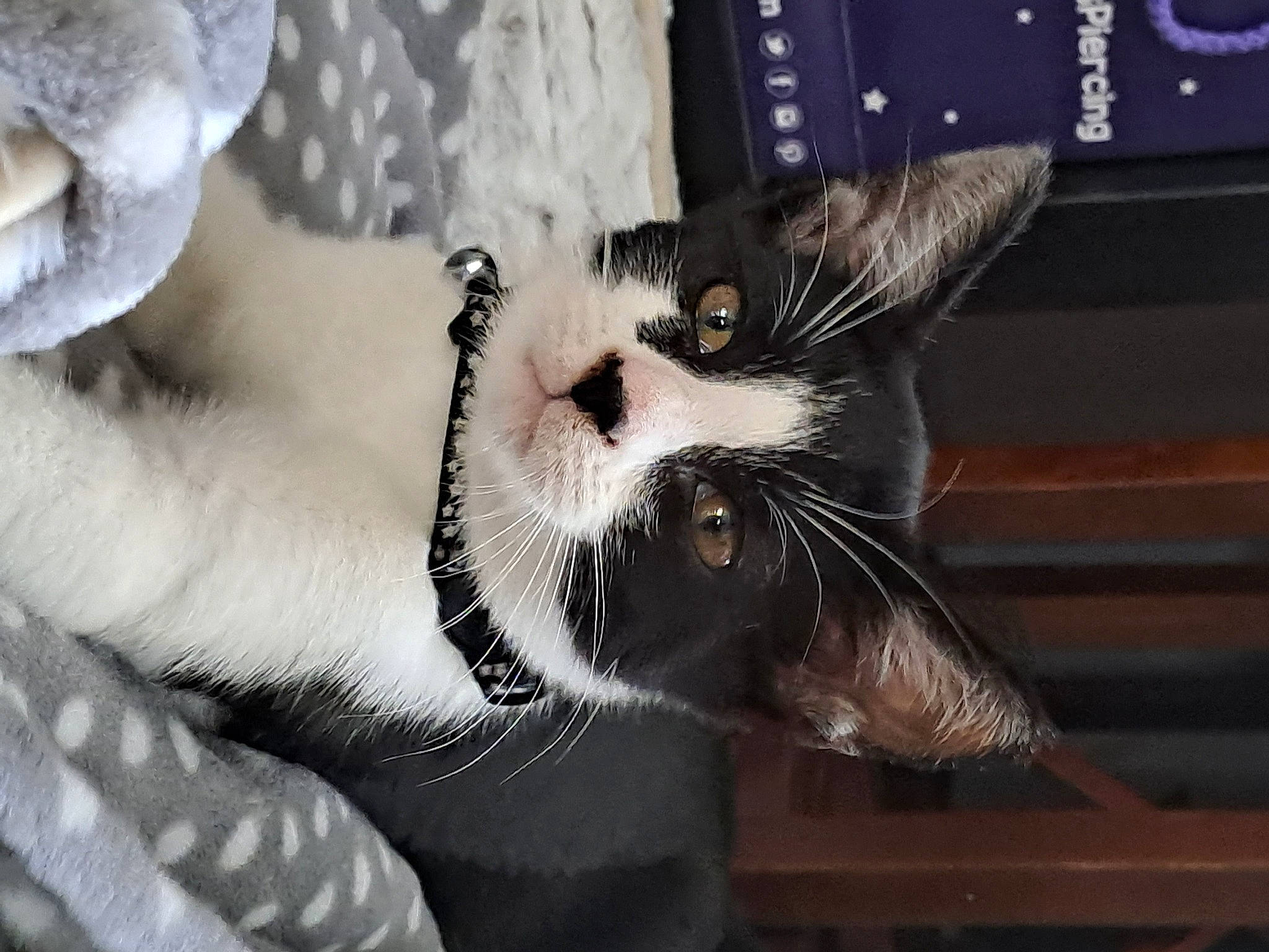 Astro is registered to the contest to win money with this photo: carnivore, cat, claw, comfort, domestic_short_haired_cat, ear, eyelash, fang, felidae, foot, fur, mammal, paw, small_to_medium_sized_cats, snout, tail, terrestrial_animal, vertebrate, whiskers, window