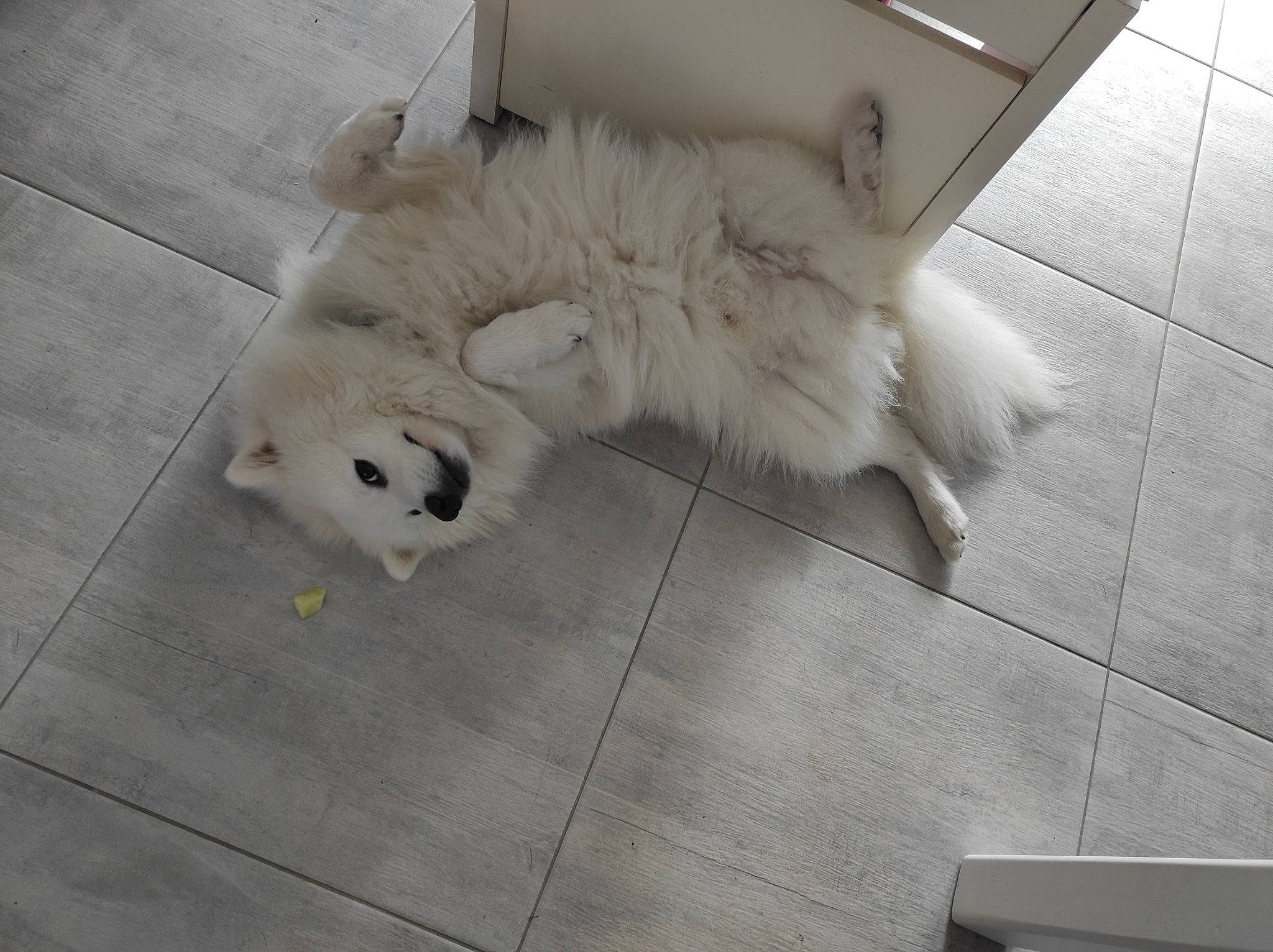 Ulk participe au concours pour gagner de l'argent avec cette photo : canidae, carnivore, claw, companion_dog, dog_breed, fawn, felidae, floor, flooring, foot, fur, grey, paw, samoyed, small_to_medium_sized_cats, snout, sporting_group, tail, whiskers, wood
