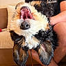 Bessie joined the competition — help win amazing prizes! dog, pet, yawning, fluffy, upside_down, mouth_open, indoor, person, black_shirt, shorts, couch, pillow, living_room, fur, cute, playful, animal, canine, holding, tongue