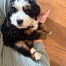 Bessie joined the competition — help win amazing prizes! puppy, dog, bernese_mountain_dog, pet, fur, cute, lap, cozy, human_arm, wooden_floor, brown, black, white, indoor, closeup, adorable, young_dog, cuddly, resting, relaxed