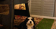 Bessie joined the competition — help win amazing prizes! puppy, dog, bernese_mountain_dog, grass, artificial_grass, outdoor, grill, black_grill, fallen_leaves, brick_wall, patio, wood_flooring, night, pet, animal, cute, fluffy, resting, domestic_animal, canine