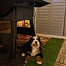 puppy, dog, bernese_mountain_dog, grass, artificial_grass, outdoor, grill, black_grill, fallen_leaves, brick_wall, patio, wood_flooring, night, pet, animal, cute, fluffy, resting, domestic_animal, canine