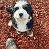 dog, puppy, bernese_mountain_dog, wood_chips, outdoors, boots, muddy_boots, fur, cute, looking_up, black_fur, white_fur, brown_fur, animal, pet, playful, nature, ground, close_up, adorable