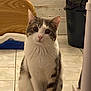 Cookie a rejoint le concours — aidez-le/la à gagner de superbes lots ! cat, feline, pet, indoor, curious, sitting, white, gray, striped, floor, tile, ears, whiskers, tail, animal, cute, looking, fur, domestic, mammal