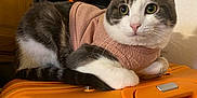 Cookie a rejoint le concours — aidez-le/la à gagner de superbes lots ! cat, sweater, orange_suitcase, indoor, wooden_door, bag, pet, feline, relaxed, cozy, fur, whiskers, pink, black, white, eyes, ears, resting, household, background