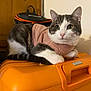 cat, sweater, orange_suitcase, indoor, wooden_door, bag, pet, feline, relaxed, cozy, fur, whiskers, pink, black, white, eyes, ears, resting, household, background