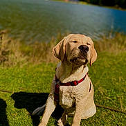 Atropine participe au concours pour gagner de l'argent avec cette photo : dog, labrador, puppy, sitting, grass, harness, lake, water, nature, outdoor, sunlight, greenery, mountains, peaceful, canine, pet, animal, summer, scenic, relaxed