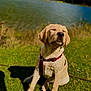dog, labrador, puppy, sitting, grass, harness, lake, water, nature, outdoor, sunlight, greenery, mountains, peaceful, canine, pet, animal, summer, scenic, relaxed