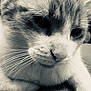 Milo a rejoint le concours — aidez-le/la à gagner de superbes lots ! aegean_cat, black_and_white, cat, cat_like_mammal, close_up, domestic_short_haired_cat, eye, fauna, fur, kitten, mammal, monochrome, monochrome_photography, nose, organ, paw, small_to_medium_sized_cats, snout, whiskers