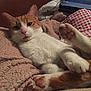 Milo a rejoint le concours — aidez-le/la à gagner de superbes lots ! aegean_cat, carnivoran, cat, cat_like_mammal, domestic_short_haired_cat, ear, kitten, paw, skin, small_to_medium_sized_cats, snout, whiskers