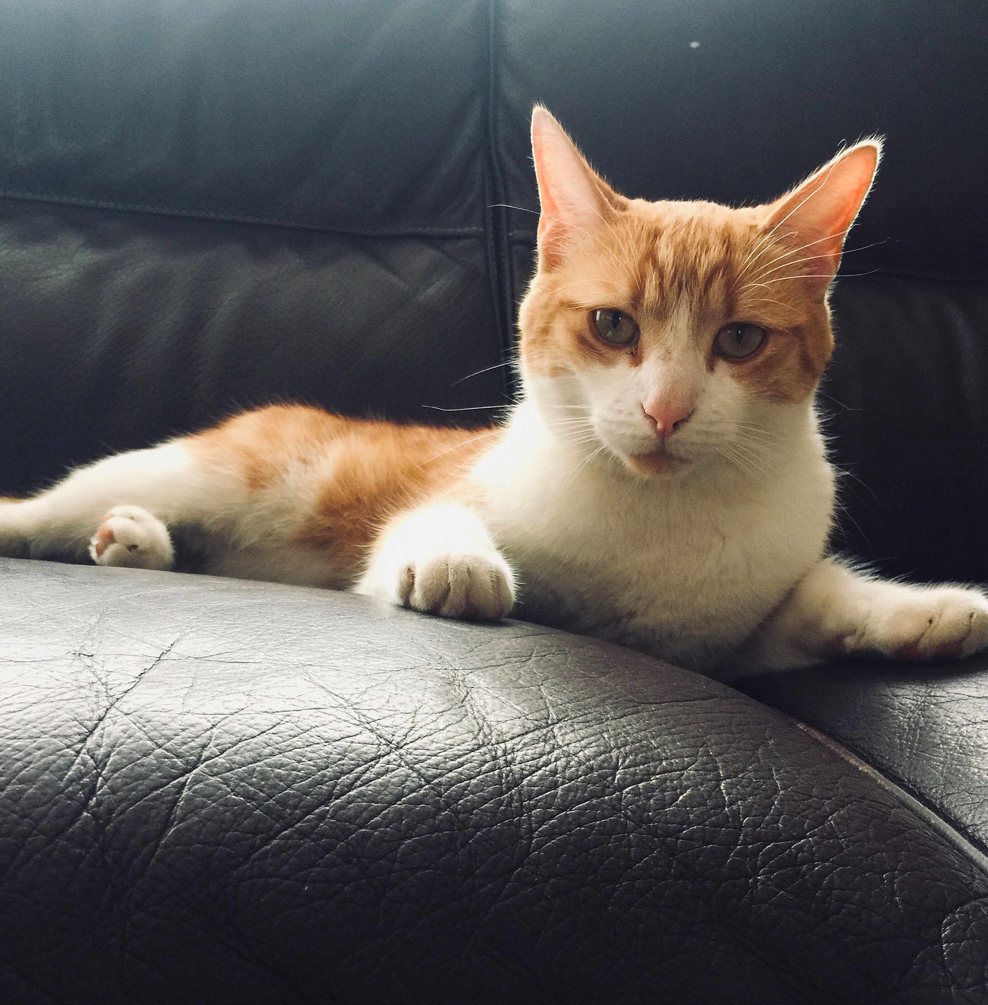 Milo