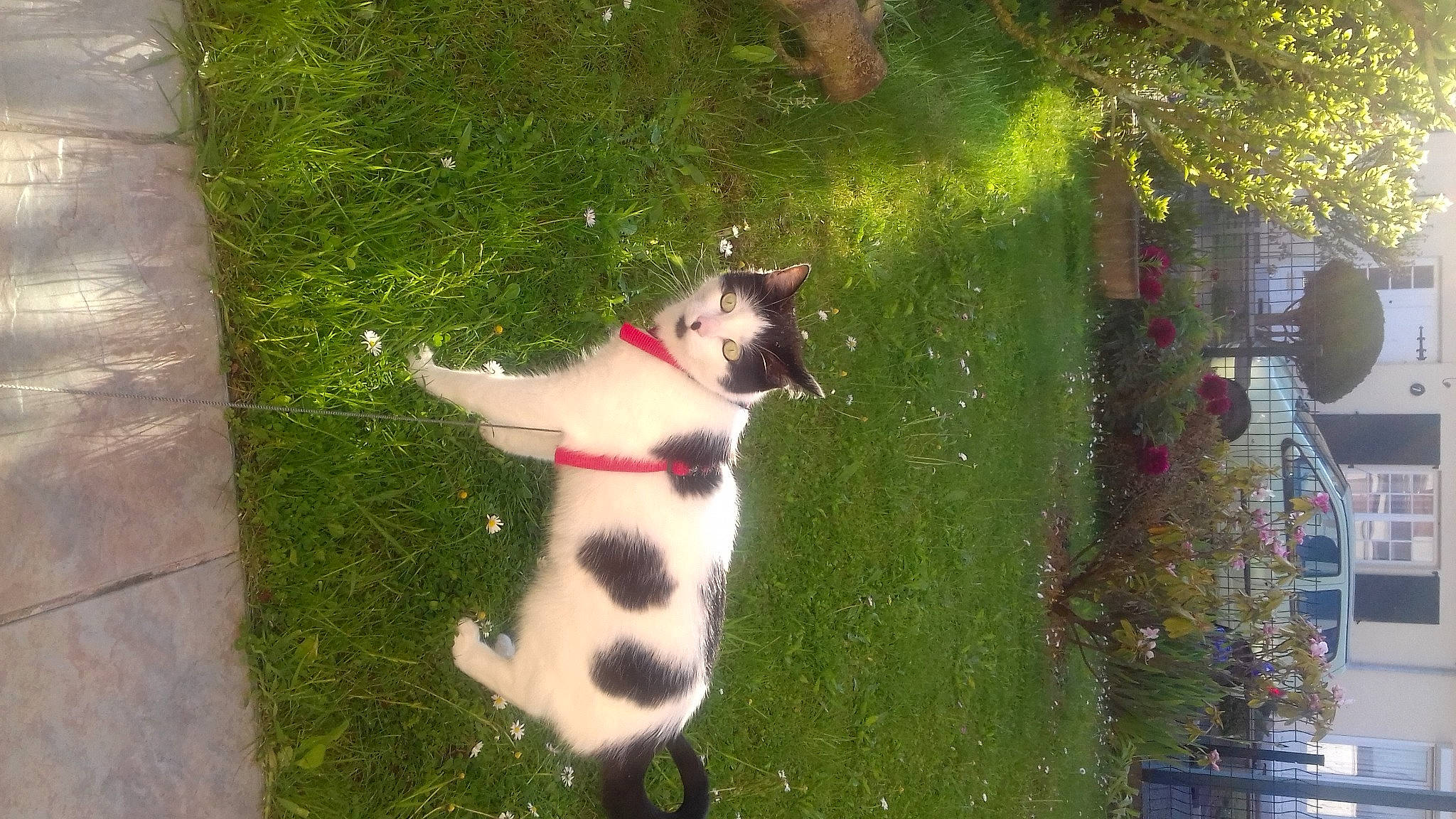 Fripon a rejoint le concours — aidez-le/la à gagner de superbes lots ! canidae, carmine, carnivore, cat, collar, companion_dog, dog_breed, fawn, felidae, fur, garden, grass, lawn, plant, shrub, small_to_medium_sized_cats, sporting_group, tail, tree, whiskers